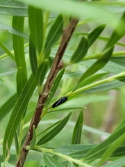 Graphocephala lugubris