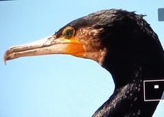 Phalacrocorax carbo