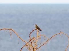Chrysolampis mosquitus