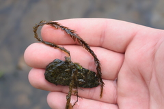 Fontinalis antipyretica