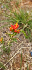 Castilleja glandulosa