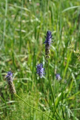 Phyteuma betonicifolium