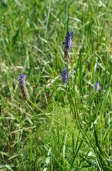 Phyteuma betonicifolium