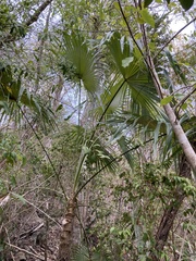 Coccothrinax alta