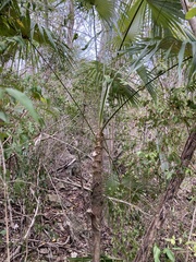 Coccothrinax alta
