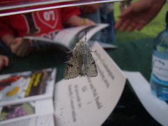 Acronicta leporina