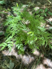 Trepocarpus aethusae
