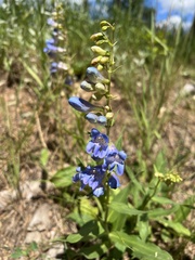 Penstemon glaber