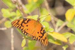 Dione vanillae insularis