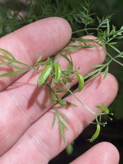 Trepocarpus aethusae