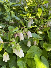 Campanula punctata punctata