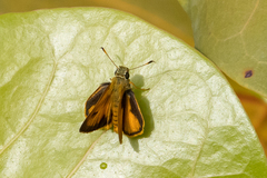 Choranthus vitellius