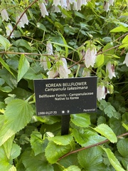 Campanula punctata punctata