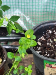 Mecardonia procumbens