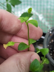 Mecardonia procumbens