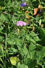 Achillea roseo-alba