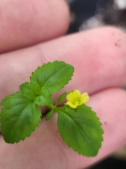 Mecardonia procumbens