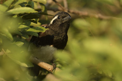 Stactolaema leucotis