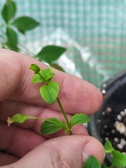 Mecardonia procumbens