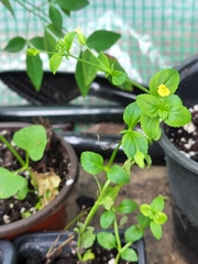 Mecardonia procumbens