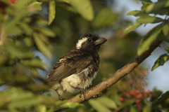 Stactolaema leucotis