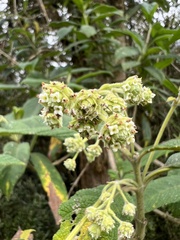 Lippia hirsuta