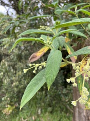 Lippia hirsuta