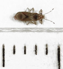 Thaumastocoris peregrinus