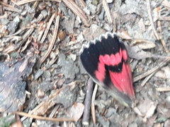 Catocala sponsa