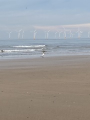 Chroicocephalus ridibundus