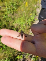 Synanthedon spheciformis