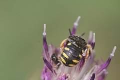 Pseudoanthidium