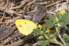 Pyrisitia lisa euterpe