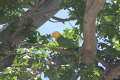Amazona oratrix tresmariae