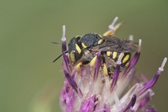 Pseudoanthidium