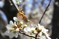 Vanessa cardui
