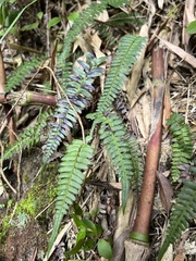 Polypodiopsida