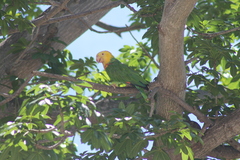 Amazona oratrix tresmariae