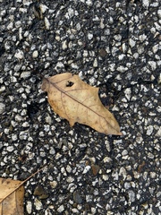 Quercus × leana