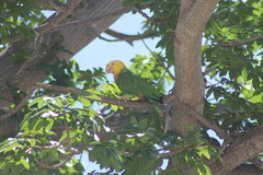 Amazona oratrix tresmariae