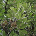 Lonchocarpus felipei - Photo (c) Leonardo Álvarez-Alcázar, algunos derechos reservados (CC BY-NC), subido por Leonardo Álvarez-Alcázar