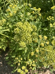 Levisticum