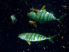 Japanese Amberjack photo 4