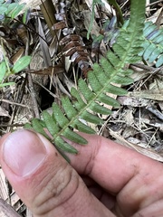 Polypodiopsida