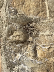 Catocala nupta