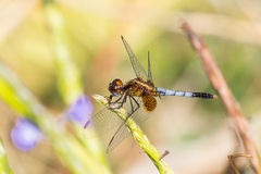 Erythrodiplax justiniana