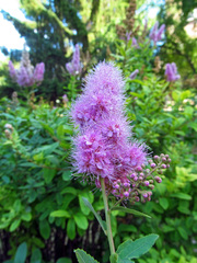 Spiraea × billardii