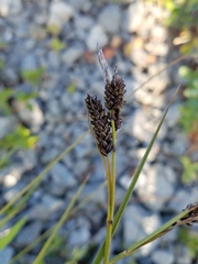 Carex stylosa