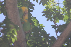 Amazona oratrix tresmariae