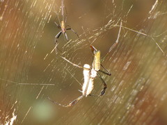 Trichonephila clavipes